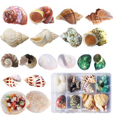 SINKOO hermit crab shells with opening range 0.6-1.6 inches for growing crabs