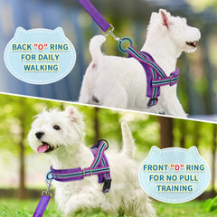SlowTon harness with reflective stitching for visibility during evening walks.