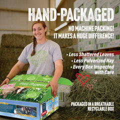 Small Pet Select hay being hand-packed in small batches for quality.