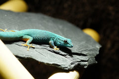 Small World Slate & Stone slate stones for terrarium cliffs and caves