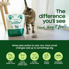 Smallbatch Pets hydration step with warm water rehydrates patties for easy feeding