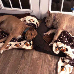 Snuggle Puppy dog cuddling on the blanket for warmth and security.