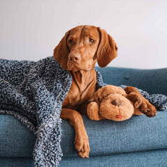 Snuggle Puppy heat packs provide warmth to ease crate training and bedtime relaxation.