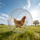 SorenCut 17.7-inch ball cage rolling in the yard provides supervised outdoor exercise for small chickens.