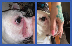 Squishface Wrinkle Paste cares for paws and irritated skin with gentle moisturizers.