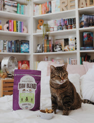 Stella & Chewy's Raw Blend Poultry Kibble closeup shows protein-rich pieces