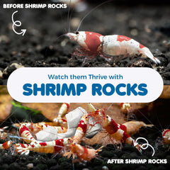 SunGrow Aquarium-decor-stone-display adds tasteful decor to a home tank.