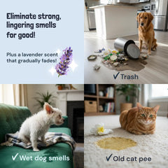 Sunny & Honey multi-surface-cleaning illustrates carpet and furniture use.