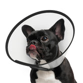 Supet dog cone collar on a small dog with adjustable neck strap for a secure fit.