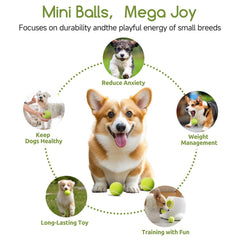 Susu & Wuwu chew-resistant tennis balls for durable backyard play.