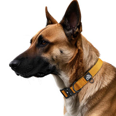 Tacwild adjustable non-slip dog collar ensures a snug fit for medium and large dogs.