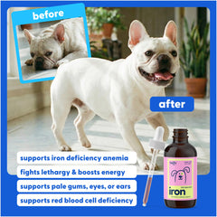 Close-up of dropper dispensing liquid iron for quick absorption in dogs and cats.
