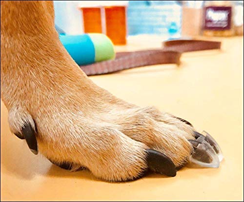 TAKTIKAL toe tread adhesive pads improve grip on slick floors for dogs