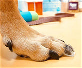 TAKTIKAL toe tread adhesive pads improve grip on slick floors for dogs