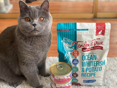 Tender & True grain-free kibble texture for cats