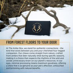 The Antler Box natural shedding origin, wild deer chews.