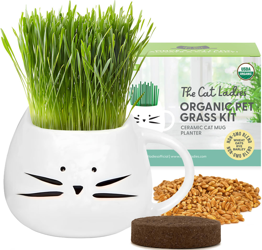 The Cat Ladies cat grass kit with white planter promotes indoor greenery for cats.