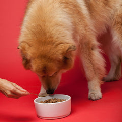 The Missing Link Senior Dog Supplement powder dispense enabling easy daily dosing to support mobility