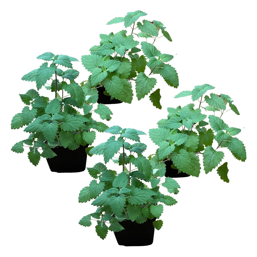 The Three Company live catnip nepeta plant to help calm and engage cats.