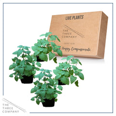 The Three Company live catnip nepeta pot showcases a ready-to-use relaxing herb.