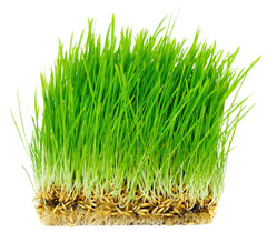Thunder Acres organic oat seeds close-up label; grown in the USA for high-purity oats.