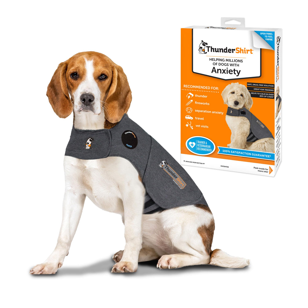 ThunderShirt dog pressure wrap demonstrates gentle calming fit for anxious dogs.