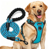 tobeDRI no-pull harness with front and back rings for controlled walks.