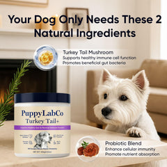 TOGOLIUN PuppyLabCo powder for dogs provides an energy-friendly boost