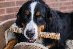 Top Dog Chews dental cleaning trachea helps reduce tartar while keeping dogs engaged