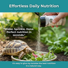 Tortoise Resource Center calcium powder topping on salad supports balanced nutrition