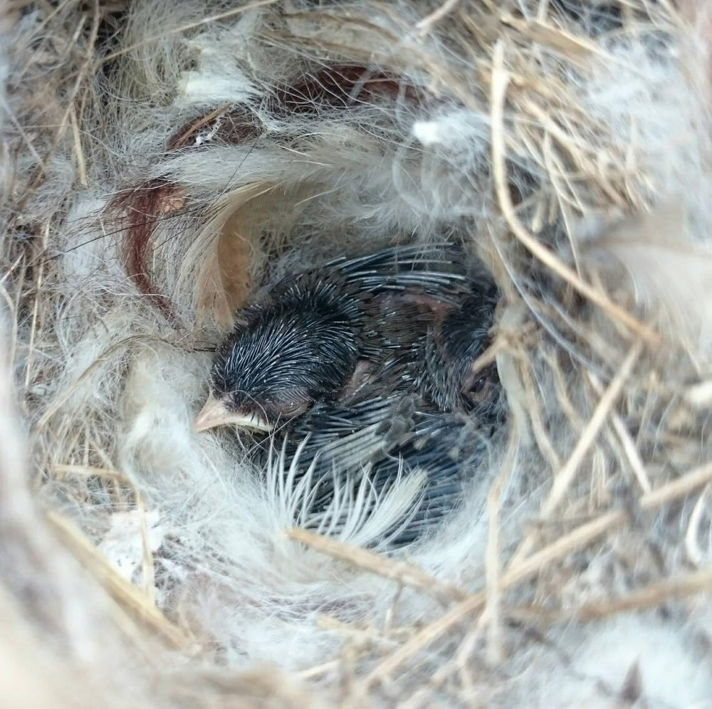 TOWDREU hanging nesting ball secured to a tree branch