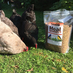 TradeKing Dried Mealworms stand-up bag emphasizes easy storage for year-round feeding.