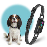 TrainTail No-Shock Bark Collar for small dogs with a lightweight daily-wear receiver.