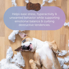 Tranquillium calming bottle close-up highlights fast-acting dog support.