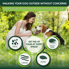 TriOak waterproof dog collar shown during rain to emphasize durability and continuous use.