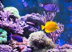 Koi and pond fish benefit from protein-rich tubifex cubes.