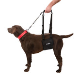 Tuff Pupper sling rear-lift supports large dogs during standing and movement.