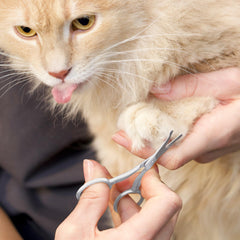 Rounded safety tips prevent nicks around eyes and ears