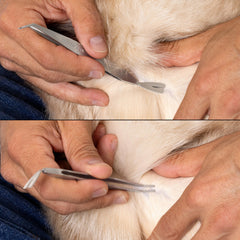 Tweezerman large tick extraction using the V-shaped end