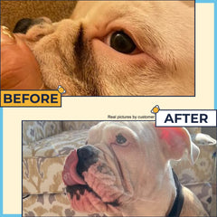 Two Pets and a Half wrinkle wipes for English bulldog face, removes grime safely.