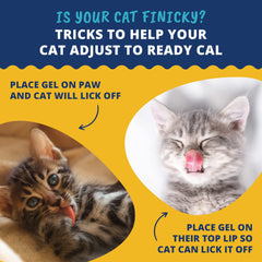 Under the Weather Ready Cal for Kitten nutrition panel highlights essential nutrients for growth.
