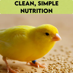 Unida canary seed serving tray ready for birds during mealtime.