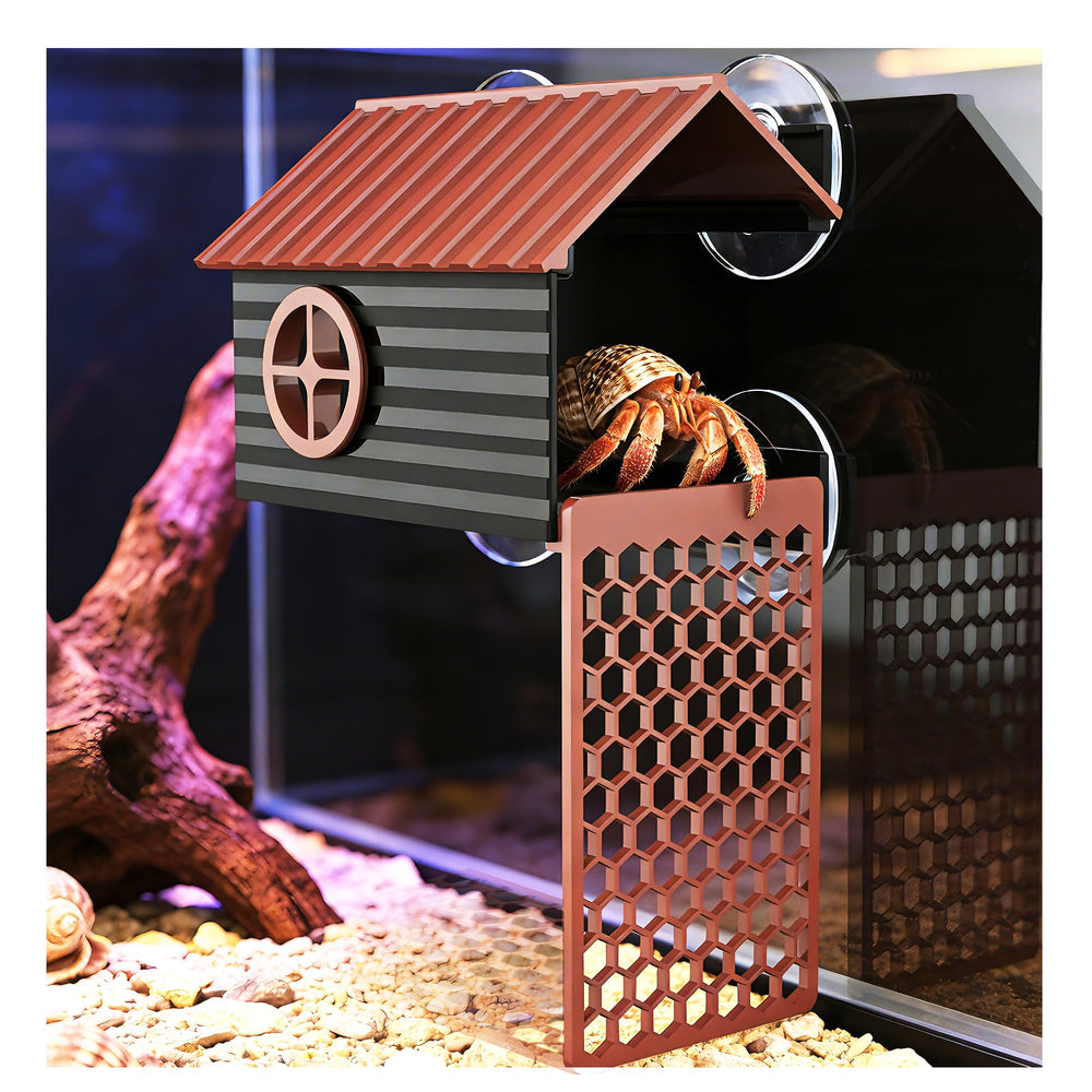 UNISOLODECHO hermit crab climbing wall panoramic view for easy observation