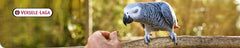 Parrot enjoying Versele-Laga VL GoldenFeast Amazon Blend at feeder
