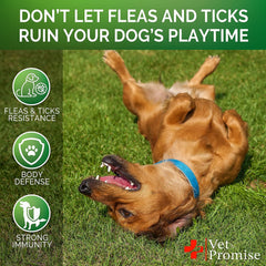 Vet Promise dog chews dispensed from a container highlight simple daily administration.