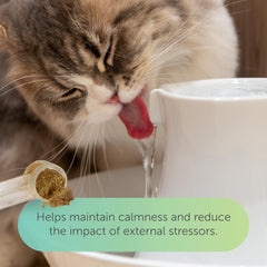 Closeup of Flo Cat Cranberry Supplement chews highlighting palatable texture