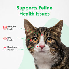 Vetoquinol Viralys being mixed into cat food to support daily feeding