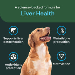 Milk thistle phytosome visual highlights bioavailable liver support ingredient.
