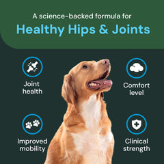 Mobility support chews shown in a pack to illustrate ongoing joint wellness.