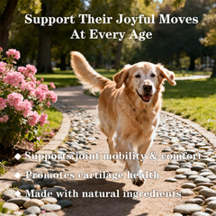 Active dog enjoying a run with Vialoe chews as part of daily care.